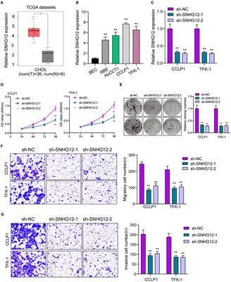 Long Non-coding RNA SNHG12, a New Therapeutic Target, Regulates miR-199a-5p/Klotho to Promote the Growth and Metastasis of Intrahepatic Cholangiocarcinoma Cells